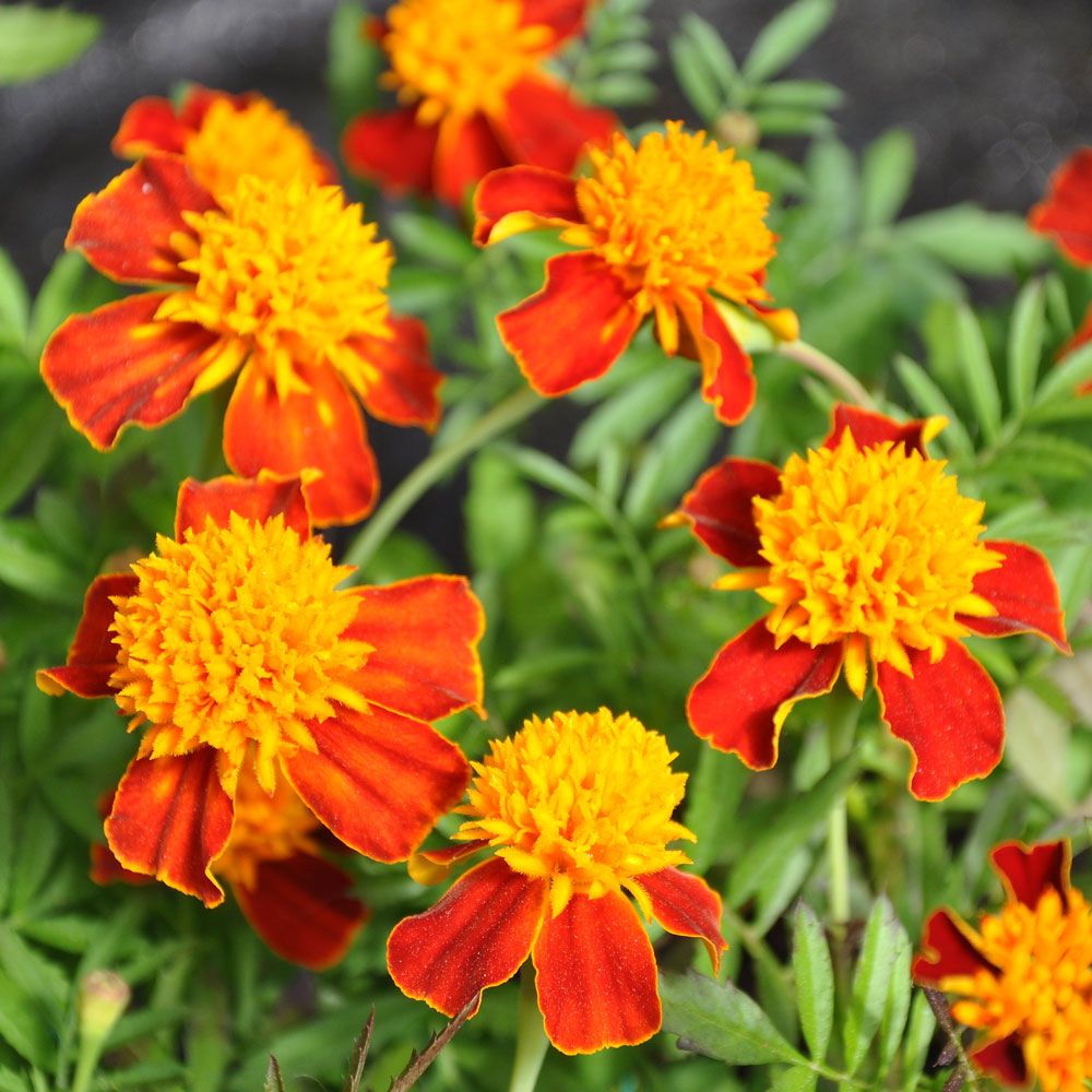 Samettikukka 'Orange Flame' ryhmässä Siemenet / Yksivuotiset kukat / Syötävät yksivuotiset kukat @ Impecta Fröhandel (8757)
