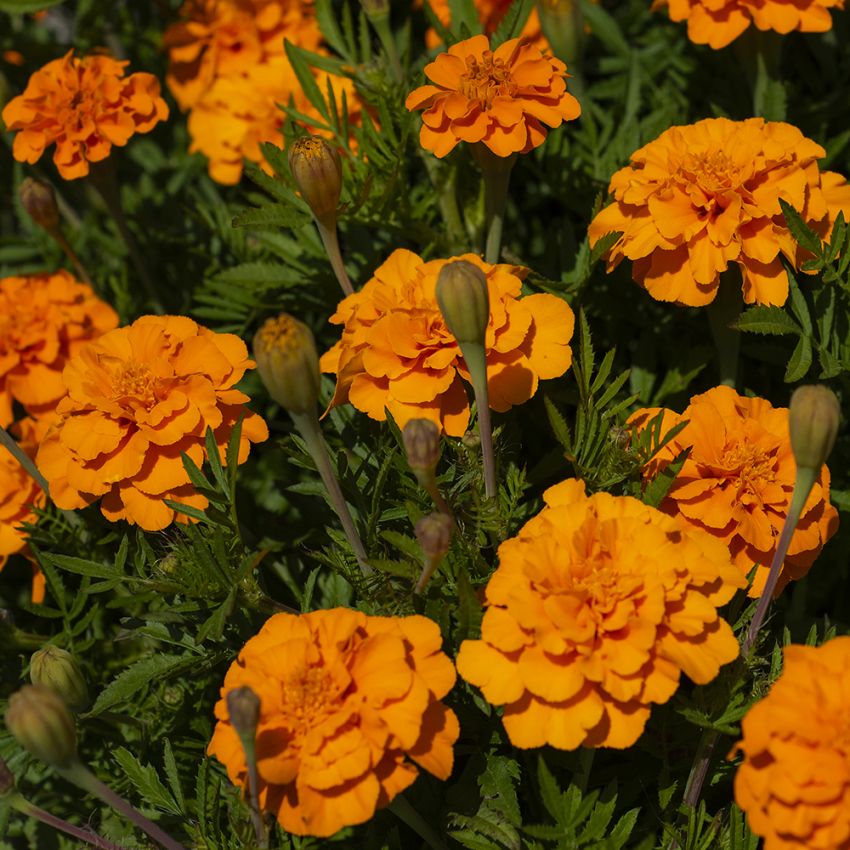 Samettikukka 'Glow'