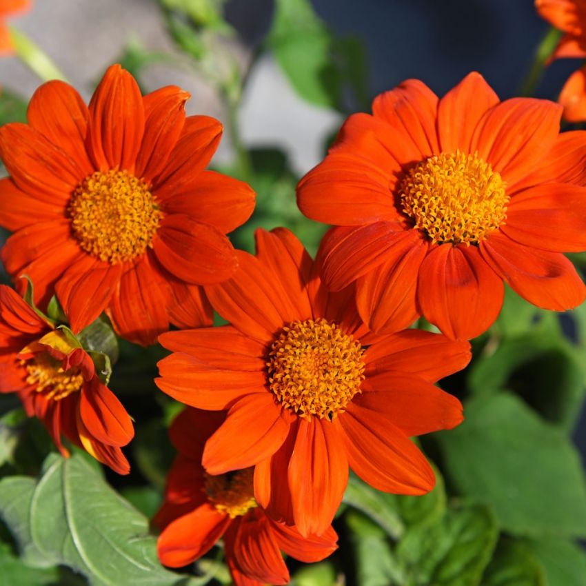 Titonia 'Orange Torch' ryhmässä Siemenet / Yksivuotiset kukat @ Impecta Fröhandel (8795)