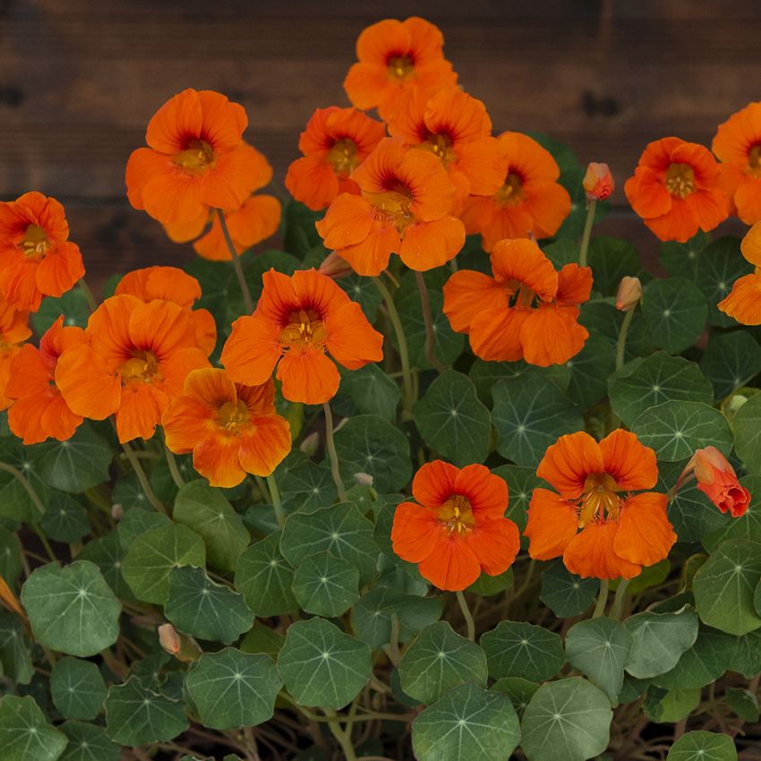 Pensasköynnöskrassi 'Baby Orange' ryhmässä Siemenet / Yksivuotiset kukat @ Impecta Fröhandel (88024)