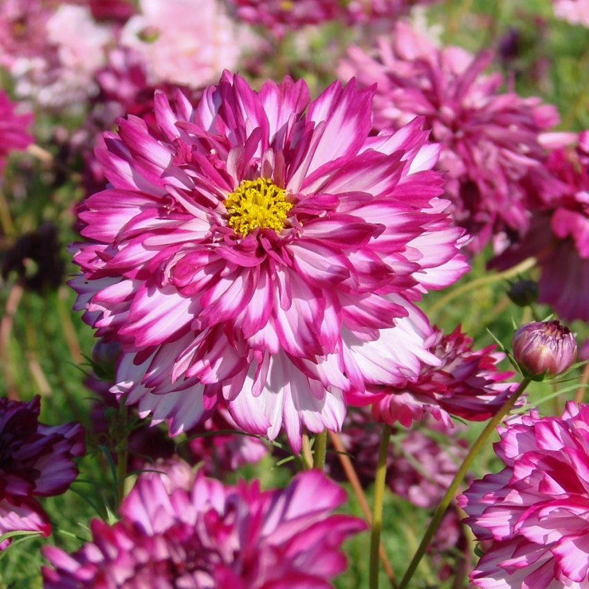 Punakosmoskukka ''Double Click Bicolour Violet'', Hurmaavia kaksivärisiä kukkia valkoisena ja ruusunviolettina.