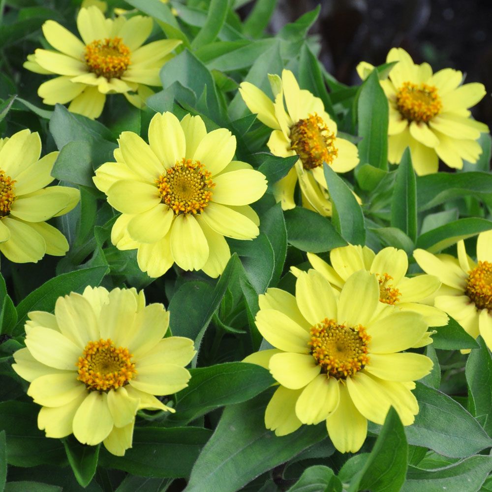 Loistotsinnia 'Zahara Yellow' ryhmässä Siemenet / Yksivuotiset kukat @ Impecta Fröhandel (88463)