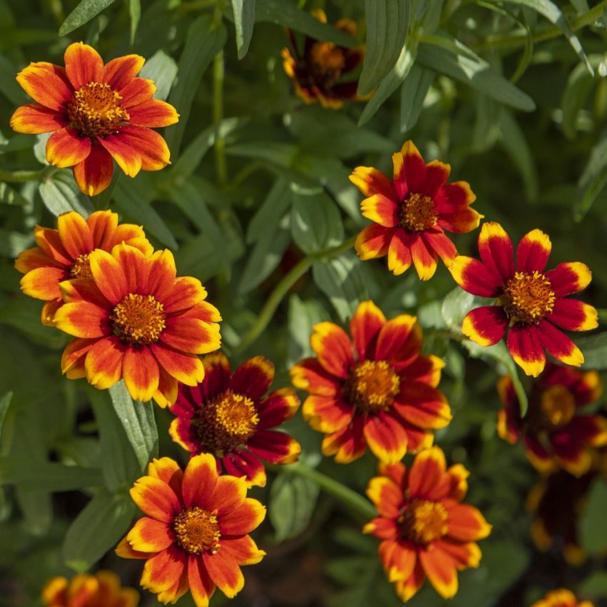 Kultatsinnia 'Chippendale'