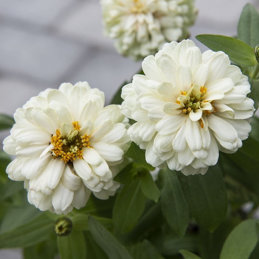 Loistotsinnia 'Zahara Double White' ryhmässä Siemenet / Yksivuotiset kukat @ Impecta Fröhandel (88523)