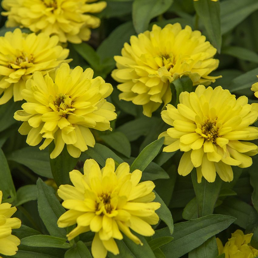 Loistotsinnia 'Zahara Double Yellow' ryhmässä Siemenet / Yksivuotiset kukat @ Impecta Fröhandel (88526)