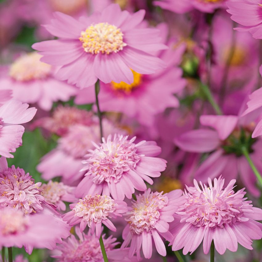 Punakosmoskukka 'Popsocks Pink', Vaaleanpunaisia, kerrannaisia sekä yksinkertaisia kukkia keltaisella keskustalla.