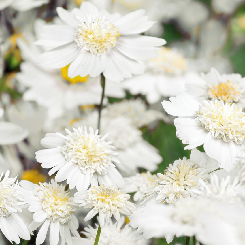 Punakosmoskukka ''Popsocks White'', Lumivalkoisia, kerrannaisia sekä yksinkertaisia kukkia keltaisella keskustalla.