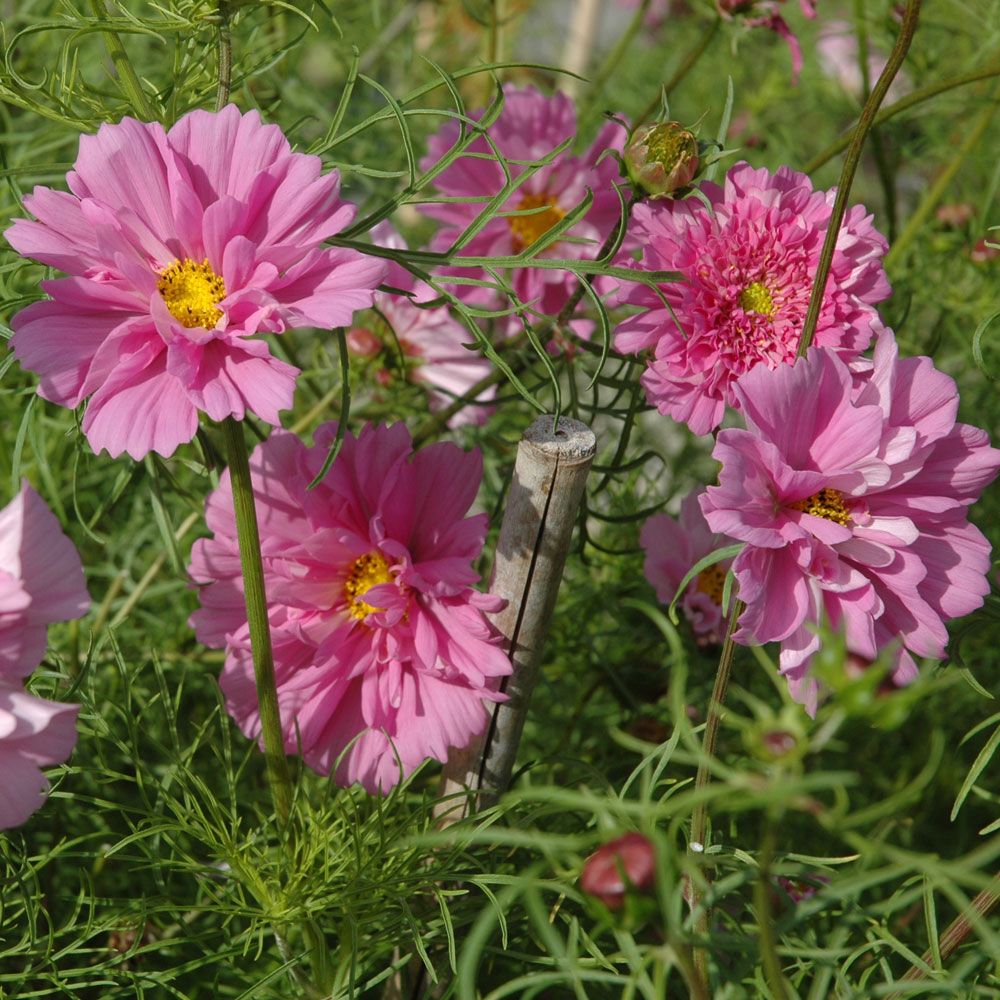 Punakosmoskukka 'Double Click Rose Bonbon' ryhmässä Siemenet / Yksivuotiset kukat @ Impecta Fröhandel (8921)
