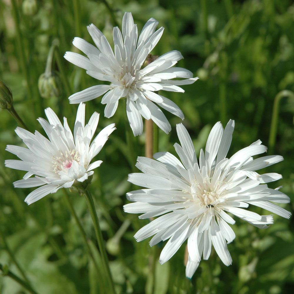 Punakeltto 'Snow White'
