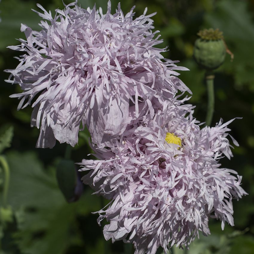 Oopiumunikko 'Lilac Pompom' ryhmässä Siemenet / Yksivuotiset kukat @ Impecta Fröhandel (8942)