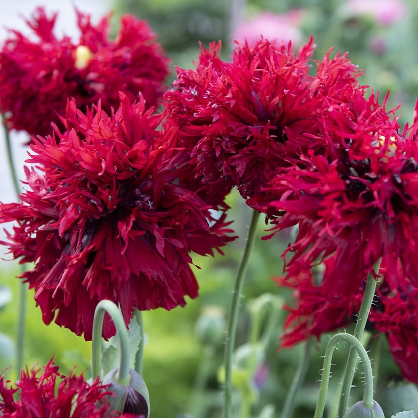 Oopiumunikko 'Crimson Feathers' ryhmässä Siemenet / Yksivuotiset kukat @ Impecta Fröhandel (89421)