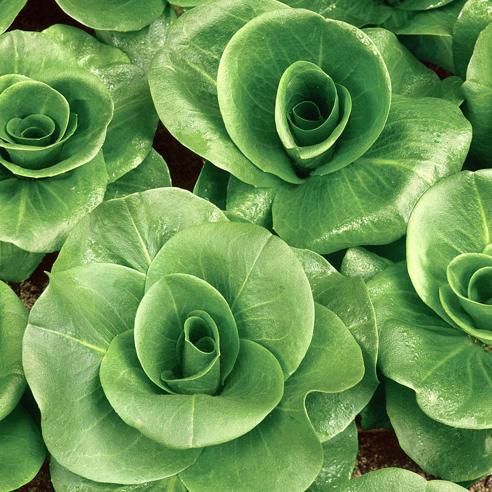 Salaattisikuri ''Grumola Verde'', Pitkät, kapeat lehdet. Ne sopivat erinomaisest
