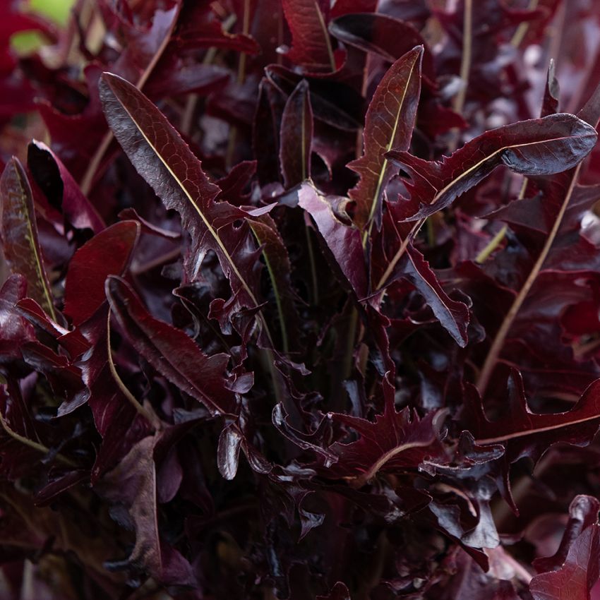 Tammenlehtisalaatti 'Cavendish', Kiiltävä rubiininpunainen salaatti, jossa pitkälehtiset, kauniit lehdet. 