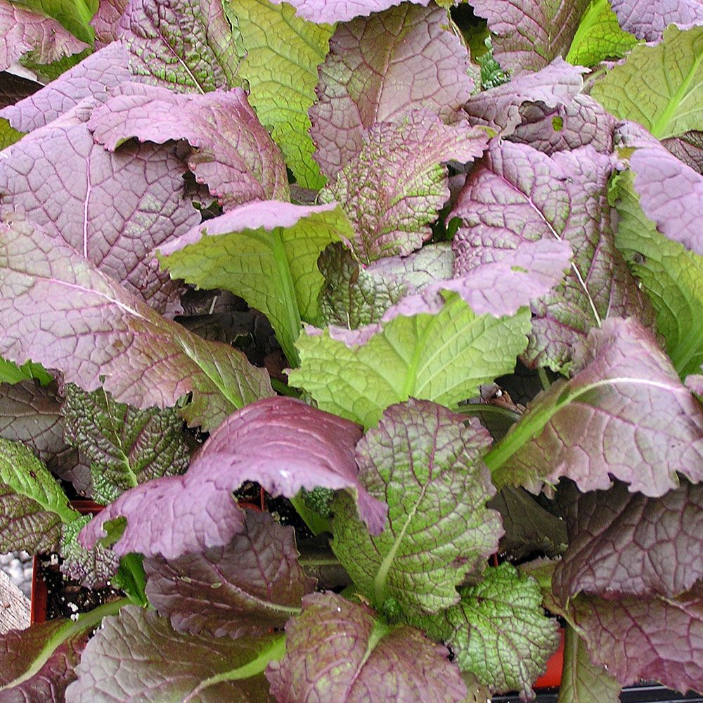 Sareptansinappi 'Osaka Purple'