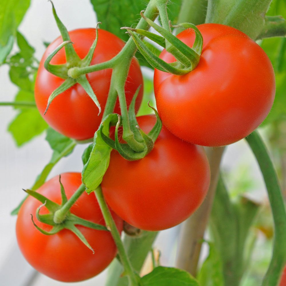 Tomaatti F1 'Paola' ryhmässä Siemenet / Vihannekset @ Impecta Fröhandel (96751)