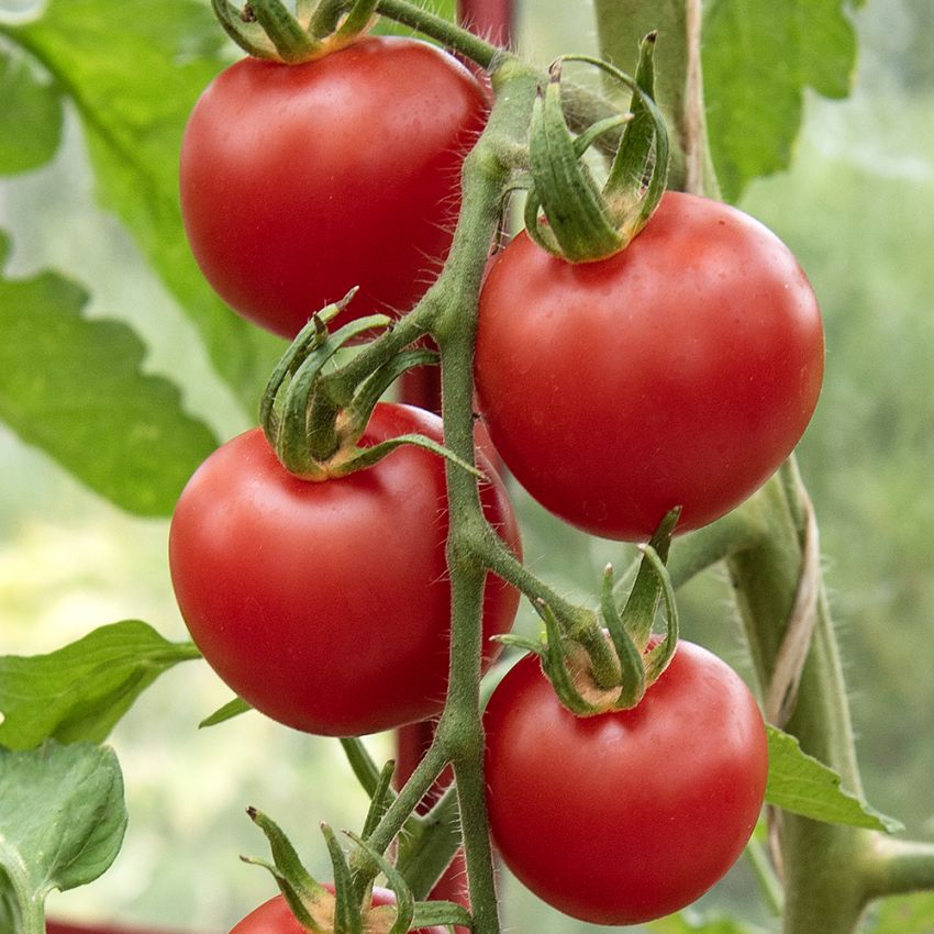 Tomaatti F1 'Harzfeuer' ryhmässä Siemenet / Vihannekset @ Impecta Fröhandel (96754)