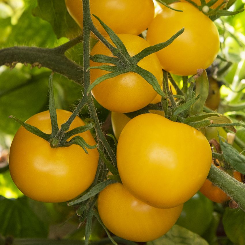Tomaatti 'Goldene Königin' ryhmässä Siemenet / Vihannekset @ Impecta Fröhandel (96861)