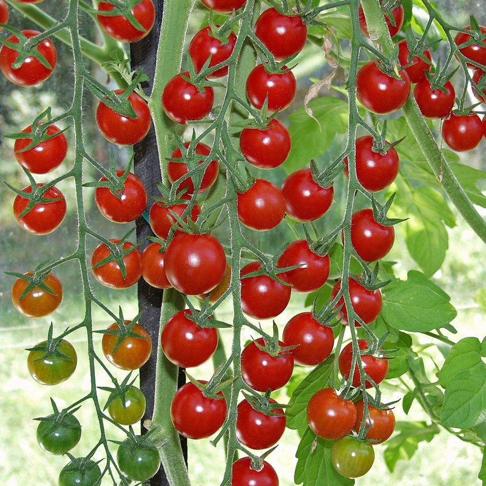 Kirsikkatomaatti F1 'Supersweet 100' ryhmässä Siemenet / Vihannekset @ Impecta Fröhandel (96880)