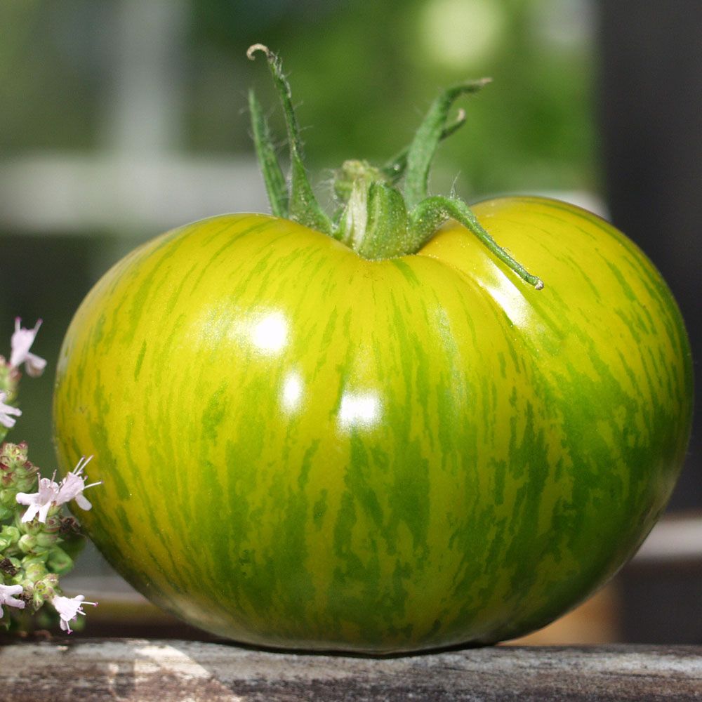 Tomaatti 'Green Zebra' ryhmässä Siemenet / Vihannekset @ Impecta Fröhandel (9689)