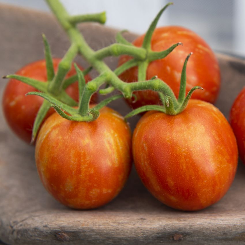 Tomaatti 'Tigerella' ryhmässä Siemenet / Vihannekset @ Impecta Fröhandel (9693)