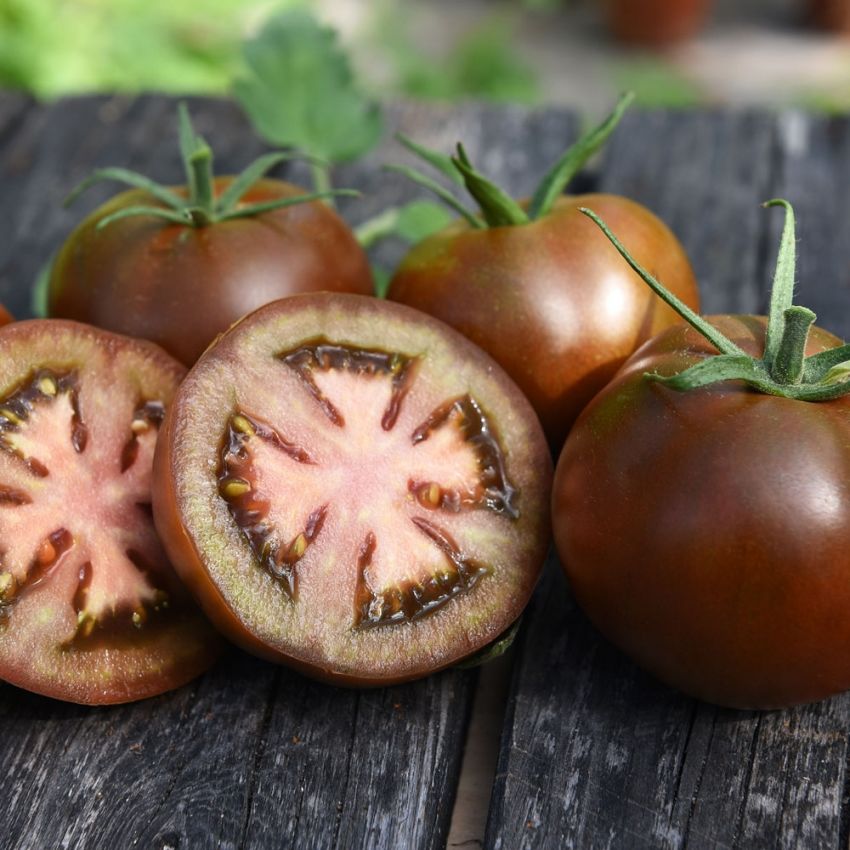 Tomaatti F1 'Kakao' ryhmässä Siemenet / Vihannekset @ Impecta Fröhandel (96982)