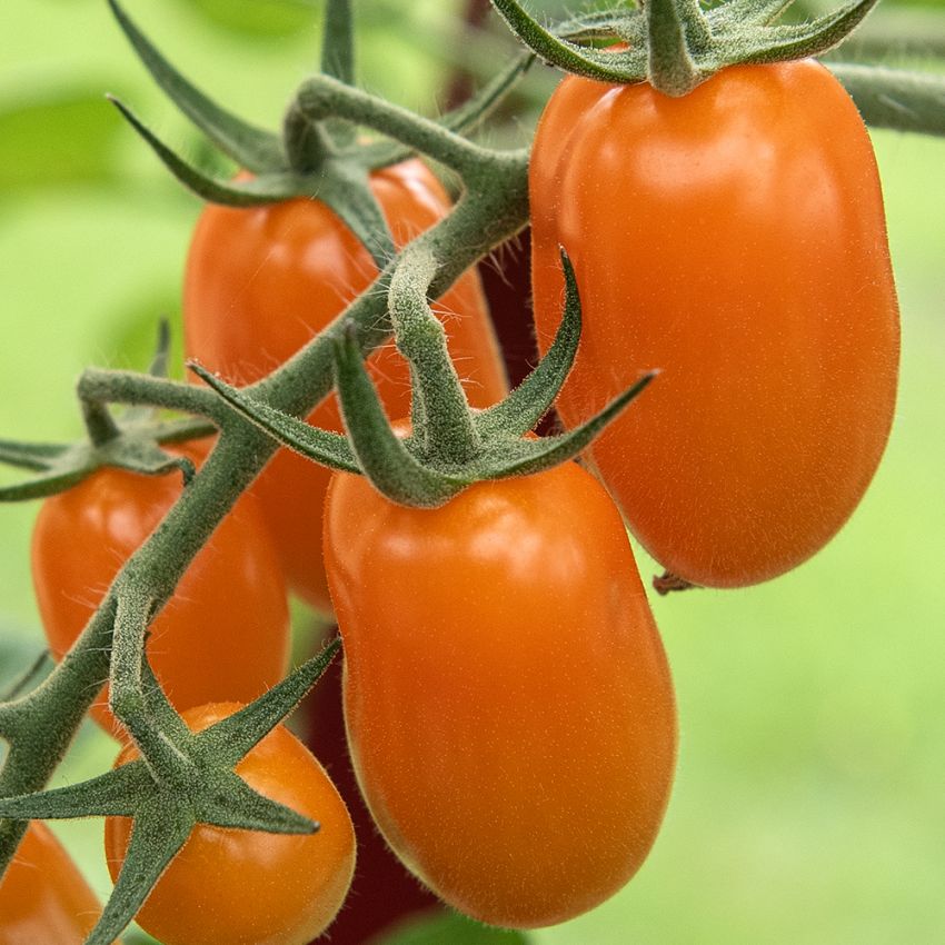 Luumutomaatti F1 'Kajsa Sweet', satoisat tertut, joissa kauniin kiiltäviä, oranssinkeltaisia ​​noin 20 gramman tomaatteja.