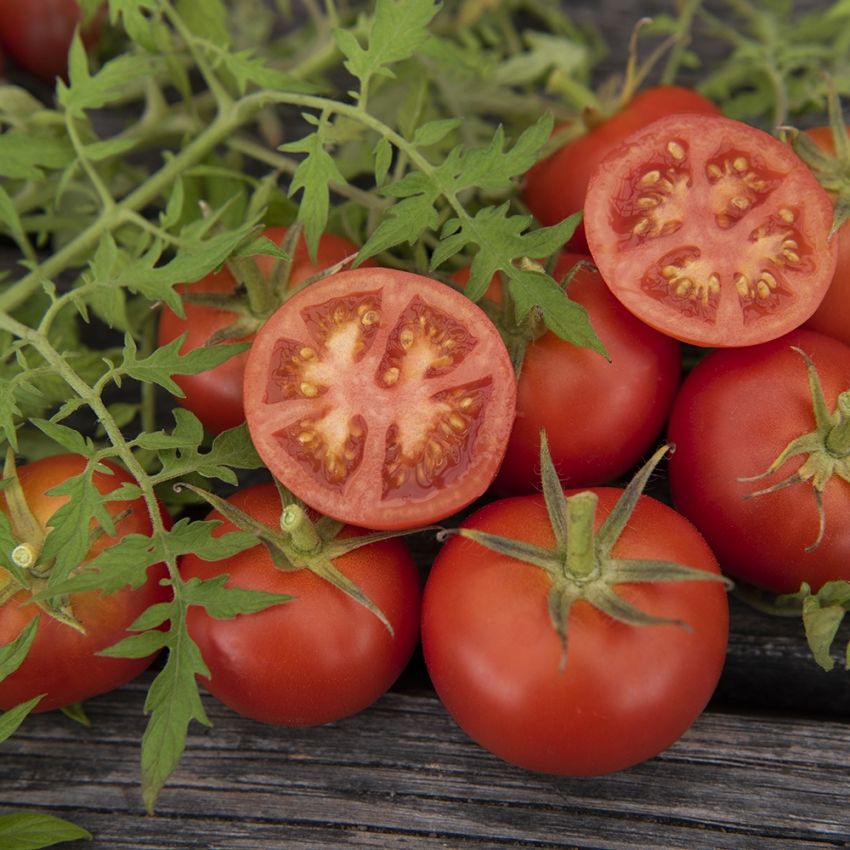 Tomaatti 'Silbertanne' ryhmässä Siemenet / Vihannekset @ Impecta Fröhandel (97036)