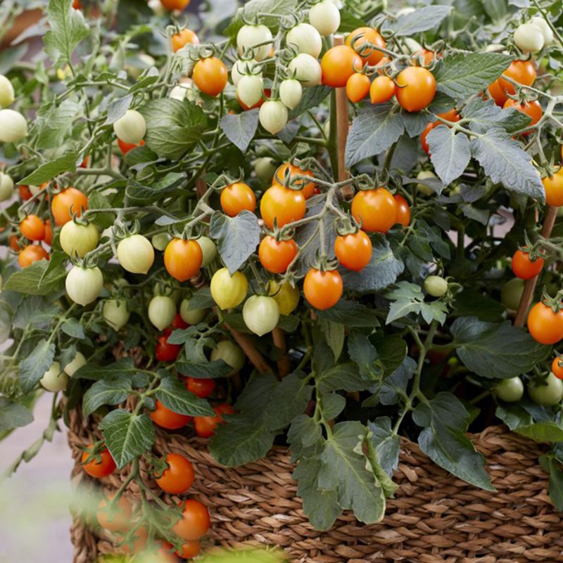 Kirsikkatomaatti F1 'Tiny Temptations Orange', joka tuottaa pieniä, pyöreitä, oransseja, hieman pisaranmuotoisia n. 8 gramman hedelmiä.
