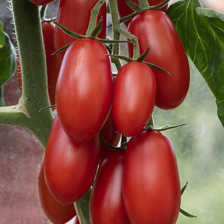 Luumutomaatti F1 'Ravello', Tiheissä tertuissa kirkkaanpunaisia, soikeita n. 20 gramman  tomaatteja.
