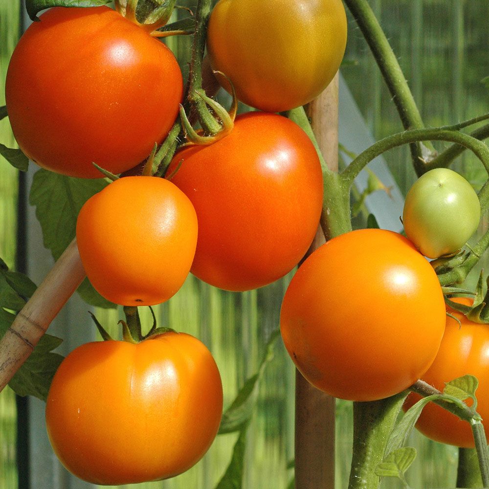 Tomaatti 'Zloty Ozarowski' ryhmässä Siemenet / Vihannekset @ Impecta Fröhandel (9705)