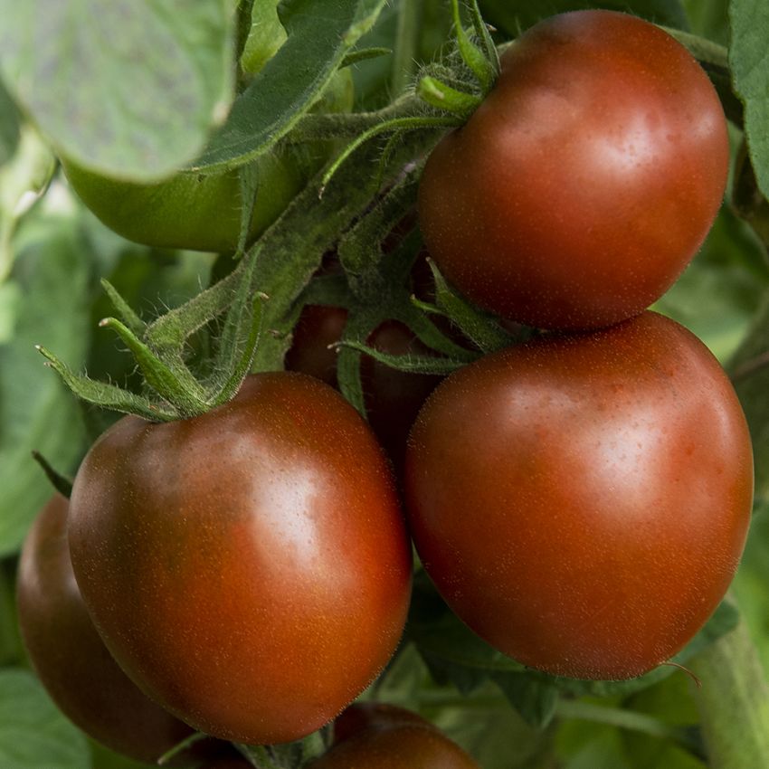 Tomaatti 'Black Prince' ryhmässä Siemenet / Vihannekset @ Impecta Fröhandel (97073)