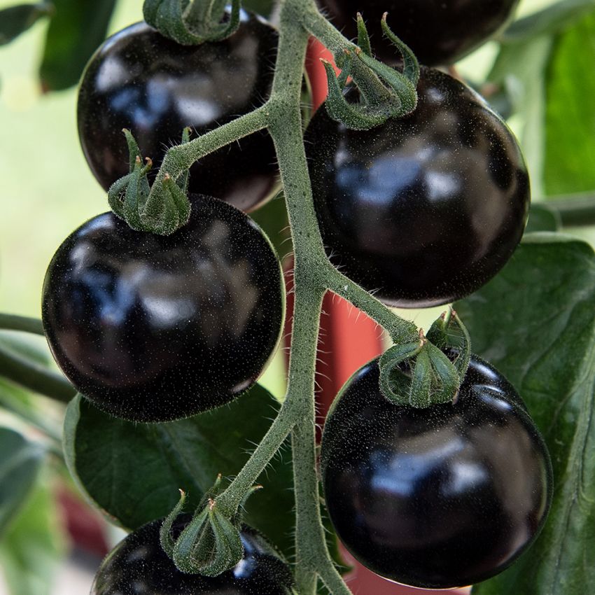 Tomaatti 'Blackball', Poikkeuksellinen lajike, jonka kuori on epätodellisen kiiltävän musta vihreillä raidoilla.