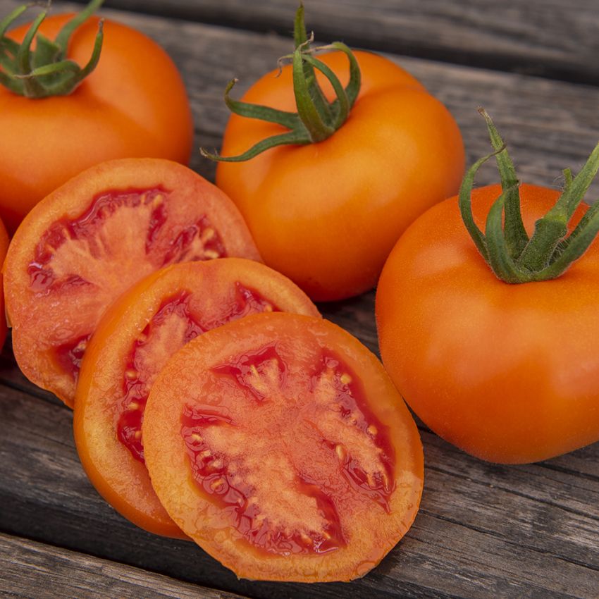 Tomaatti 'Zlatava' ryhmässä Siemenet / Vihannekset @ Impecta Fröhandel (97141)