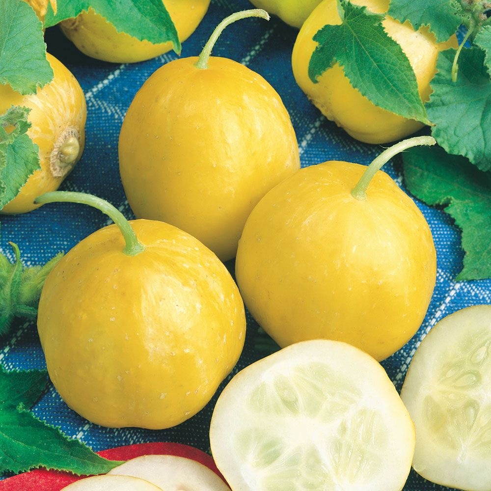 Sitruunakurkku 'Lemon' ryhmässä Siemenet / Vihannekset @ Impecta Fröhandel (9808)