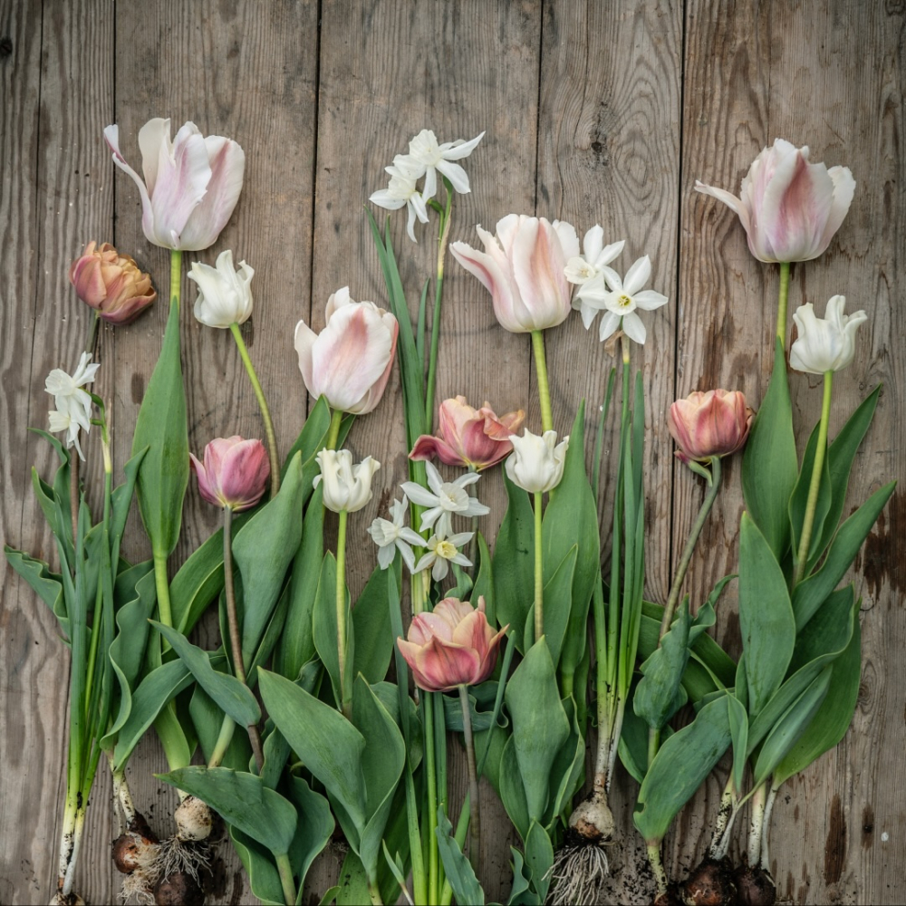Tulppaanisekoitus 'Romanttinen vanha roosa'