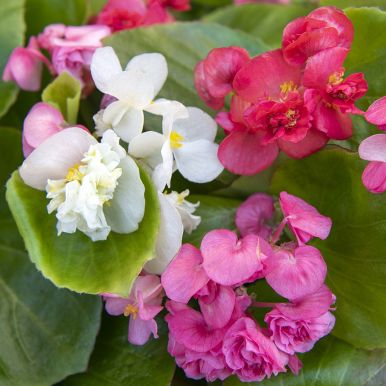 Kesäbegonia F1 'Queen mix'