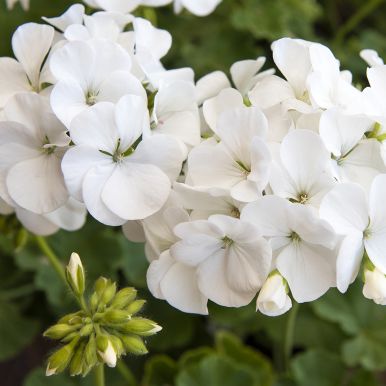 Pelargoni F1 'Apache White'