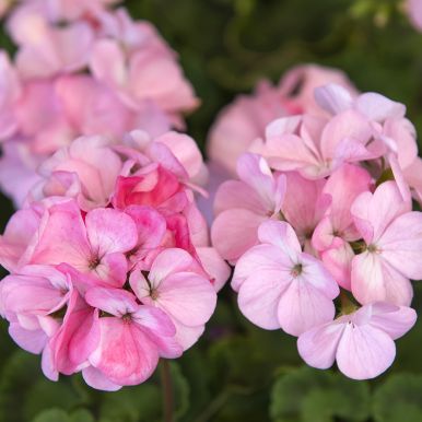 Pelargoni F1 'Apache Appleblossom'