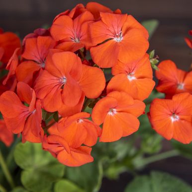 Pelargoni F1 'Lucie'