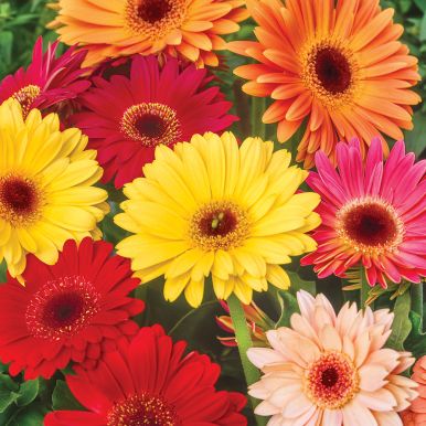 Gerbera 'California Giants'