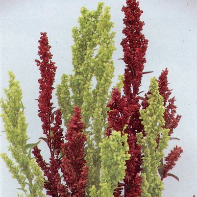 Tarhamaltsa 'Red/Green Plume'