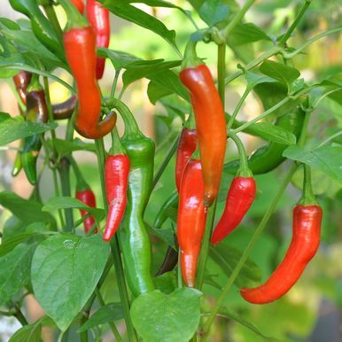 Chilipaprika 'De Cayenne'