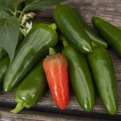 Chilipaprika 'Jalapeño M'