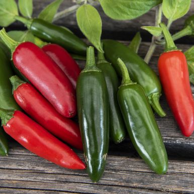 Chilipaprika 'Serrano'