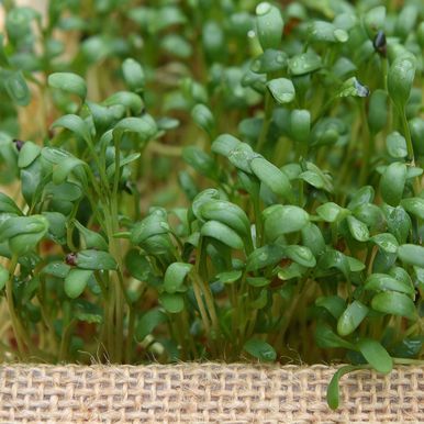 Leveälehtinen vihanneskrassi 'Broadleaved'