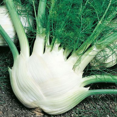 Salaattifenkoli 'Fino'