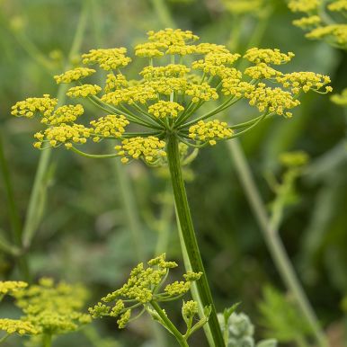 Palsternakka