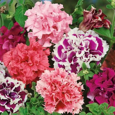 Tarhapetunia F1 'Fanfar'