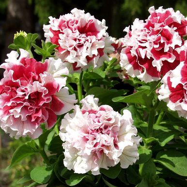 Tarhapetunia F1 'Pirouette Soft Red & White'