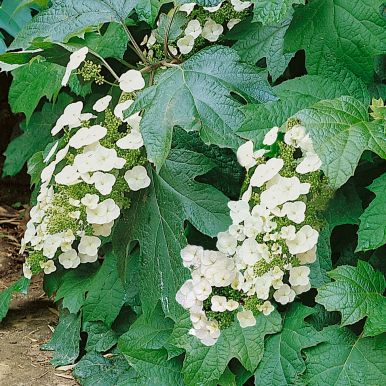 Tammihortensia